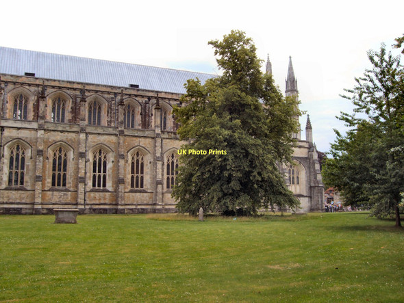 Photo 6"x4" Tree by Winchester Cathedral Winchester c2011