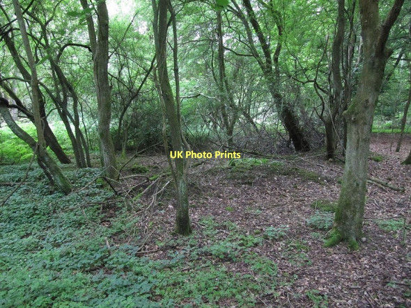 Photo 6"x4" Lumps in the wood Catslip c2011