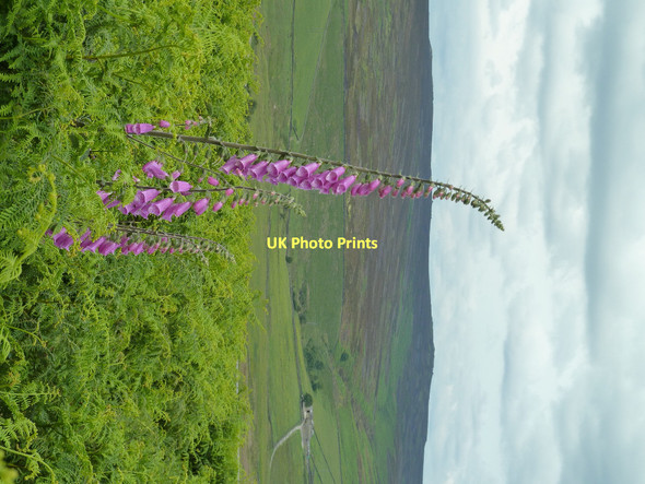 Photo 6"x4" Looking over Moscar Fields Hollow Meadows c2011
