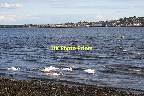 Photo 6"x4" Six Swans a-swimming Tayport c2011