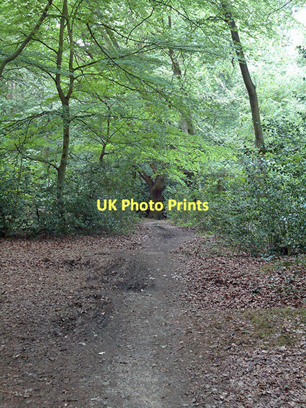 Photo 6"x4" Forest track Waltham Abbey c2011