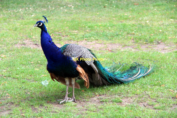 Photo 6"x4" Peacock near Temperate House, Kew Gardens, London Brentford c2011