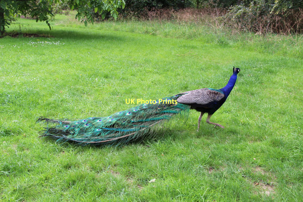 Photo 6"x4" Peacock, Kew Gardens, London Brentford c2011
