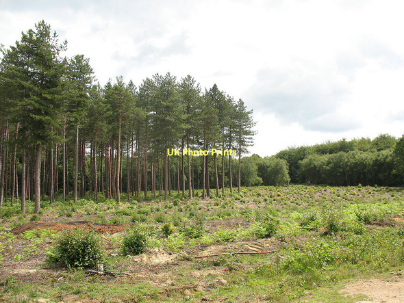 Photo 6"x4" Clearing in Birchden Wood Birchden c2011