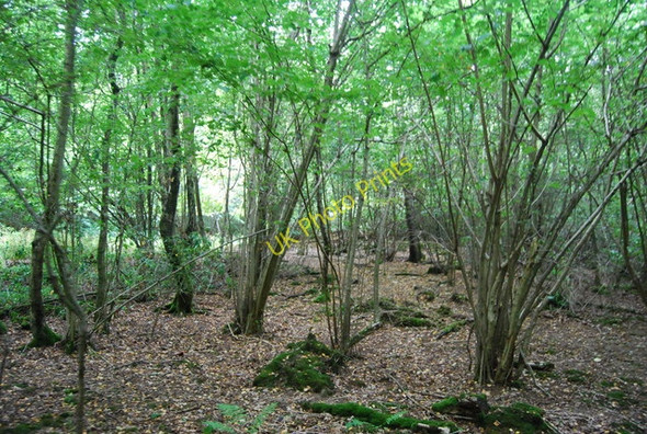Photo 6"x4" Coppiced trees, Forge Wood Danegate c2009