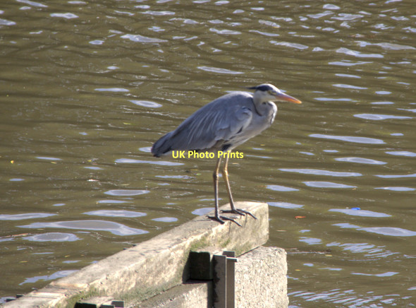 Photo 6"x4" Grey Heron (Ardea cinerea)  Brentford c2011