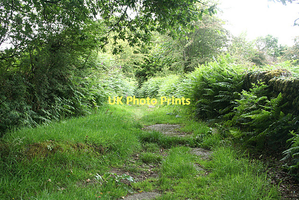 Photo 6"x4" Dartmoor Forest: path to Huccaby Dartmeet c2011