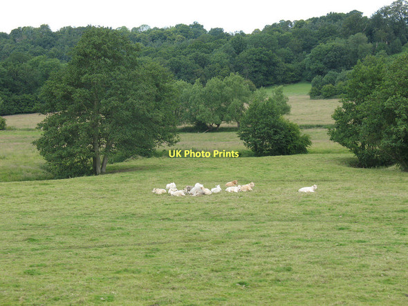 Photo 6"x4" Cattle by the River Grom Birchden c2011