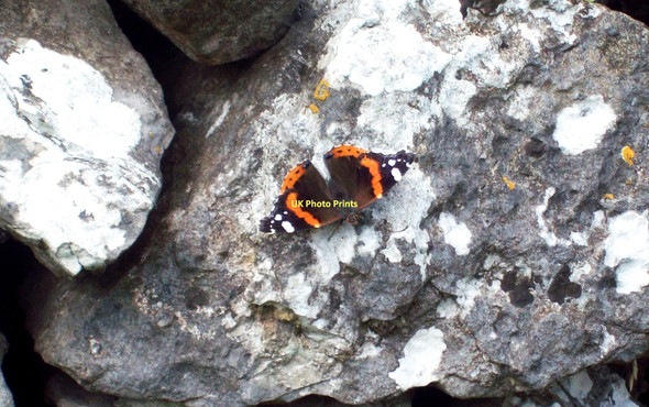 Photo 6"x4" Red Admiral Butterfly Sheldon\/SK1768 c2011