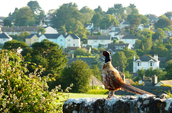 Photo 6"x4" Pheasant on the bridge at Galmpton Galmpton\/SX8956 c2011