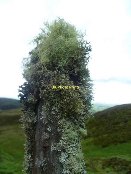 Photo 6"x4" Lichen on a Fence Post Port of Menteith c2011