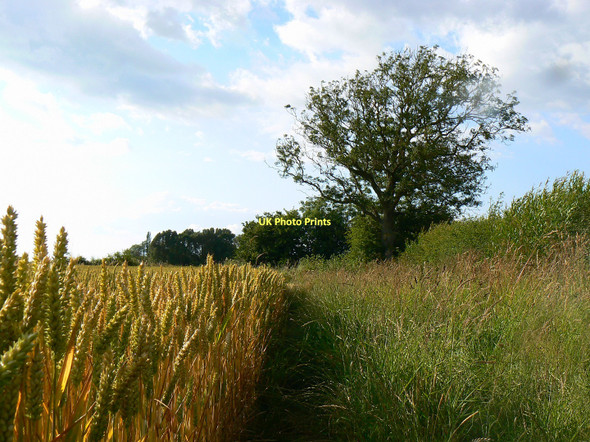 Photo 6"x4" Further north along the path to Kelmscott from the Thames Kelmscot c2011