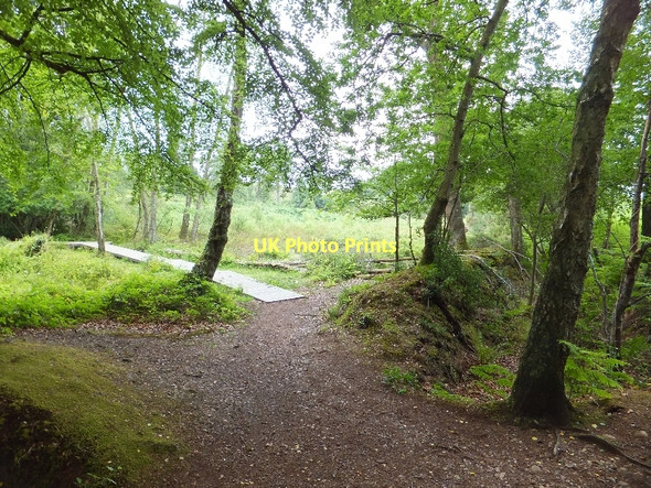 Photo 6"x4" Boardwalk in Bystock nature reserve Hulham c2011
