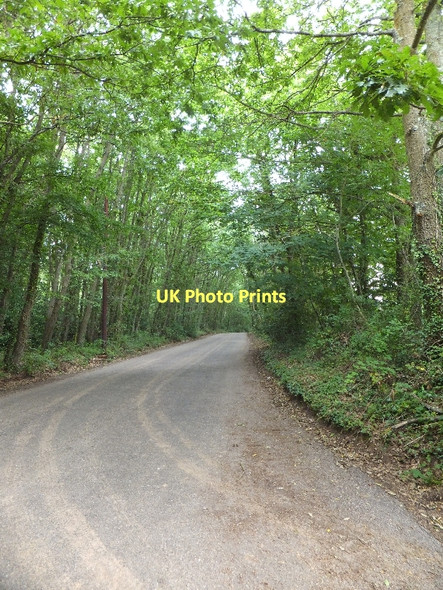Photo 6"x4" St John's Road with Big Wood on the left Exmouth c2011