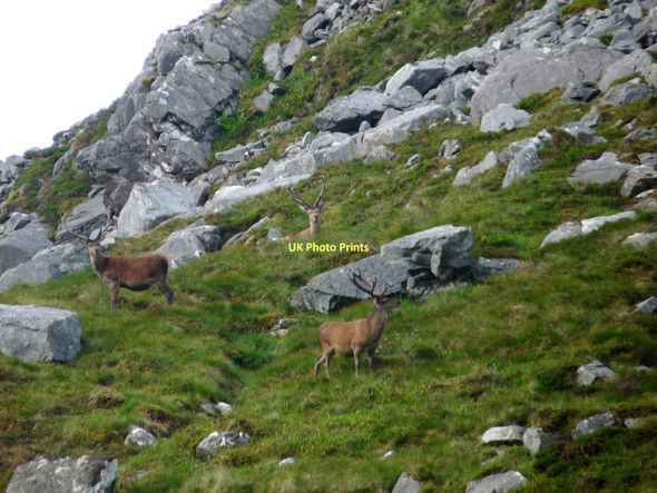 Photo 6"x4" Red deer stags in the Mamores Kinlochmore c2011