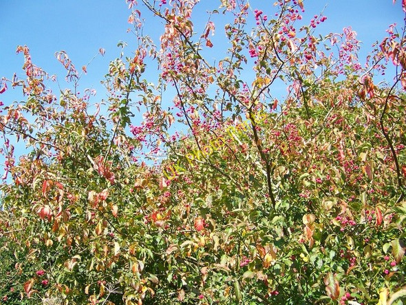 Photo 6"x4" Spindle tree (Euonymus europaeus), Tisbury Tisbury c2009
