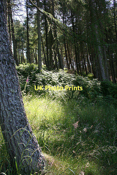 Photo 6"x4" Woods near Dalroy Leanach\/NH7544 c2011