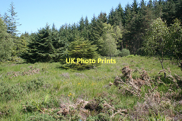 Photo 6"x4" A Clearing by the Road Cantraywood c2011