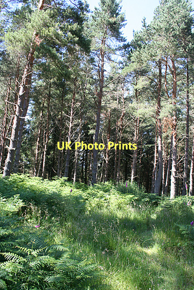 Photo 6"x4" A Clearing by the Road Cantraywood c2011