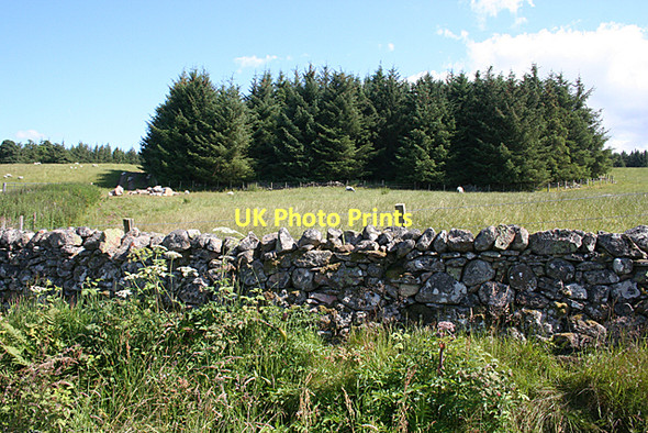 Photo 6"x4" A Small Plantation Cantraywood c2011