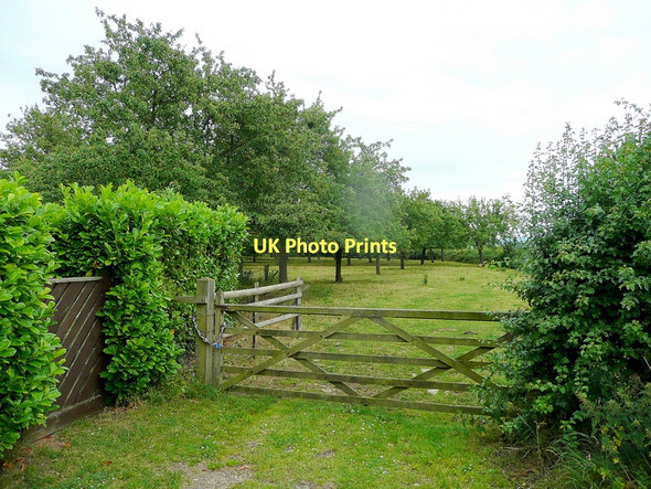 Photo 6"x4" Old orchard off Base Lane Twigworth c2011