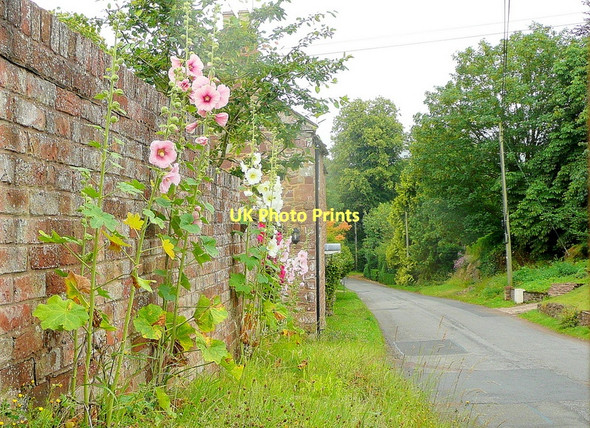 Photo 6"x4" Hollyhocks by a Weston wall Kingstone\/SO6324 c2011