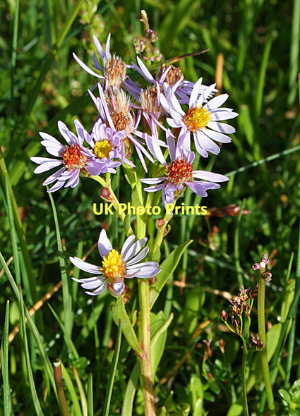 Photo 6"x4" Sea Aster (Aster tripolium) Nairn c2011