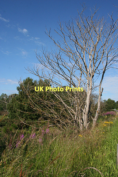 Photo 6"x4" Dead Tree Auldearn c2011