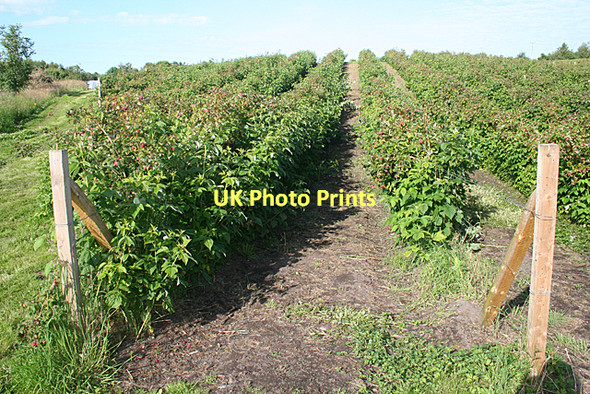 Photo 6"x4" Raspberry Fields Auldearn c2011