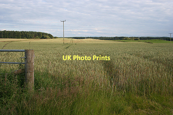 Photo 6"x4" Fields at Brodie Dyke\/NH9858 c2011