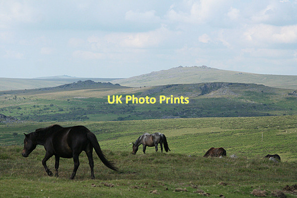 Photo 6"x4" Walkhampton: towards Swelltor Quarries Walkhampton c2011