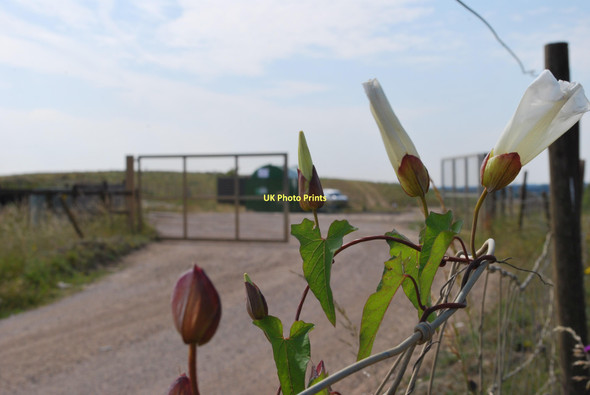 Photo 6"x4" Nature reclaiming dump Holwell\/TL1633 c2011