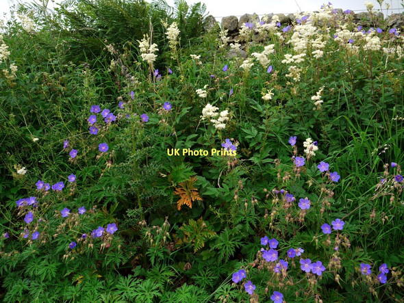 Photo 6"x4" Roadside verge on minor road to Holwick Bowbank\/NY9423 c2011