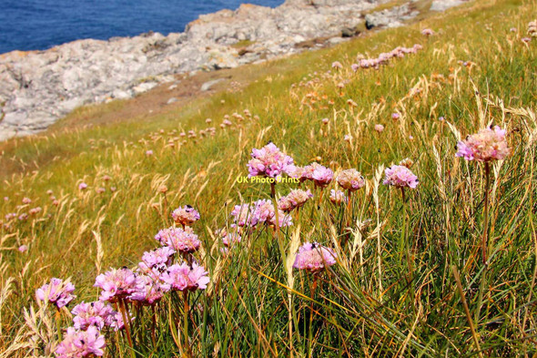 Photo 6"x4" Thrift on Pentire Point West West Pentire c2011