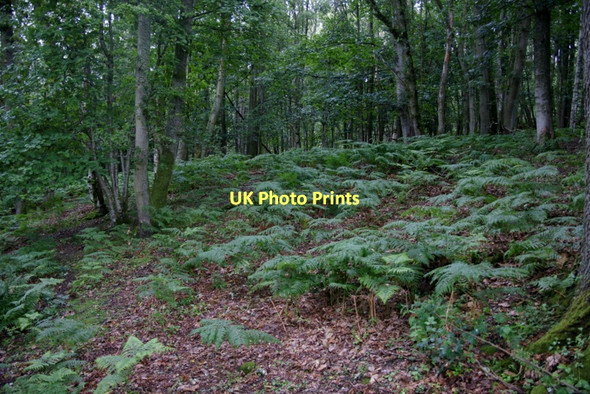 Photo 6"x4" Croft Wood, Forneth Clunie\/NO1043 c2011