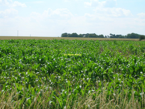 Photo 6"x4" Crop field off College Road Barrow upon Humber c2011