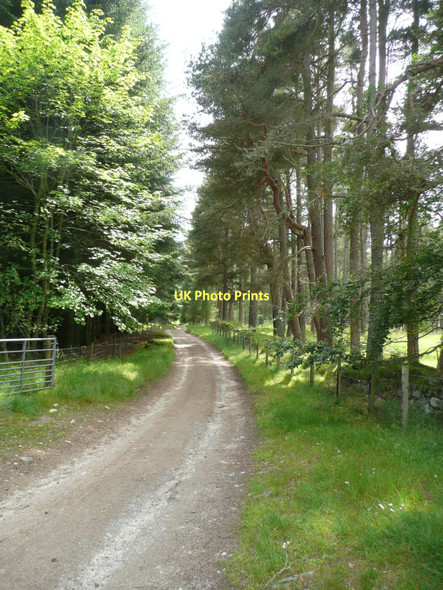Photo 6"x4" Track through the forest Balgowan\/NN6394 c2011