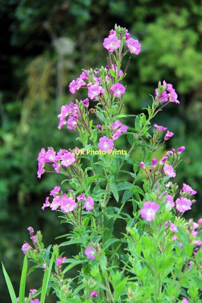 Photo 6"x4" Rosebay Willow Herb (Epilobium angustifolium), River Lee Navigation, Hoddesdon Hoddesdon c2011