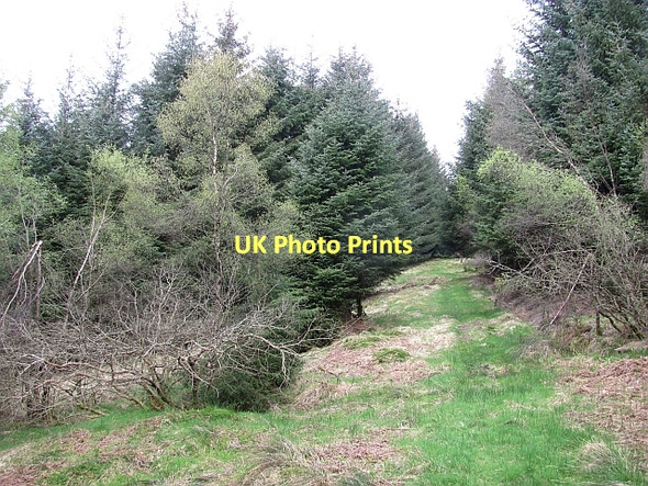 Photo 6"x4" Path up Beinn Chochan Kinlochard c2011