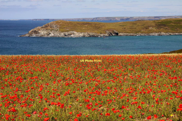 Photo 6"x4" Looking across a field of poppies towards Pentire Point East West Pentire c2011