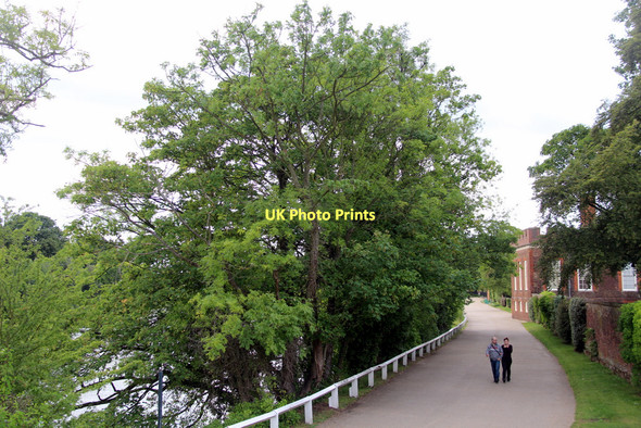 Photo 6"x4" Riverside Walk, Hampton Court Palace, Surrey Surbiton c2011