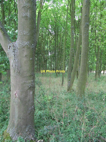Photo 6"x4" View Through The trees Mill End\/TL6956 c2011