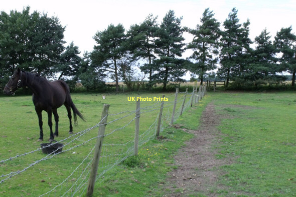 Photo 6"x4" The Viking Way Footpath with Horse Bardney c2011
