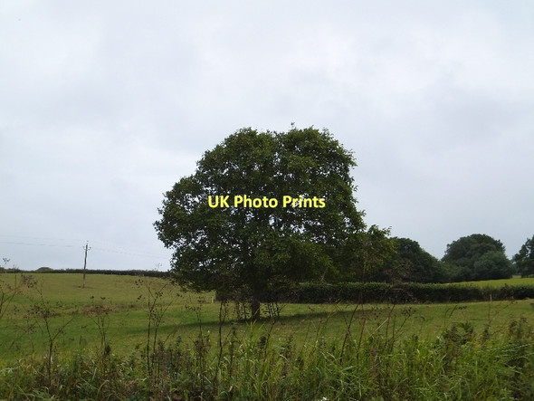 Photo 6"x4" A lone tree in a field near Broomhill Coleford\/SS7701 c2011