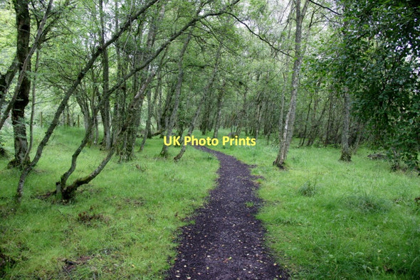 Photo 6"x4" Path in Westmuir Community Woodland Kirriemuir c2011