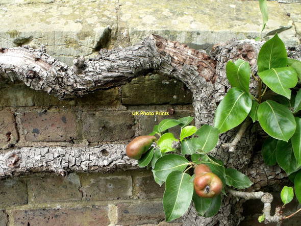Photo 6"x4" Trained pears, Standen Charlwood\/TQ3934 c2011
