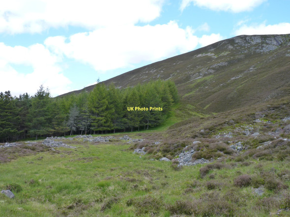 Photo 6"x4" Edge of the plantation Muir\/NO0689 c2011