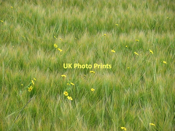 Photo 6"x4" Barley, Bankfoot Bankfoot\/NO0635 c2011