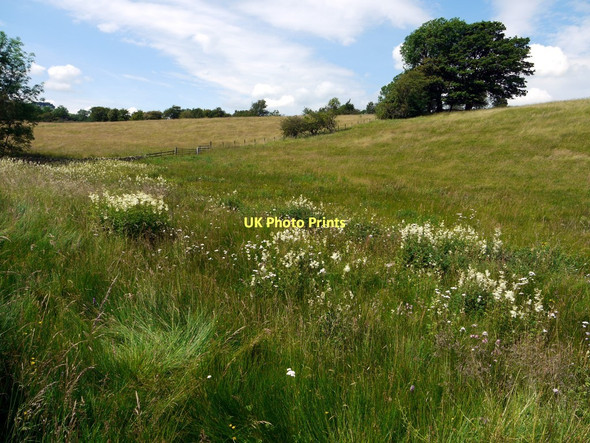 Photo 6"x4" Marsh around Eller Beck Bowbank\/NY9423 c2011