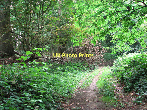 Photo 6"x4" Track to Wroxham Road, Wroxham Salhouse c2011